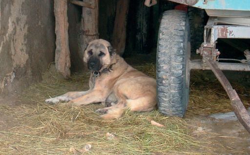 Dorutay, Hozat, Tunceli